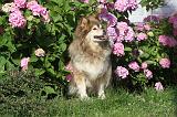 CHIEN FINNOIS DE LAPONIE 089